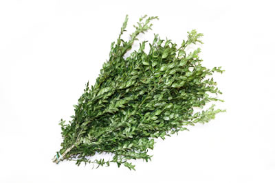 Foliage Imports of Central America: Oregonia